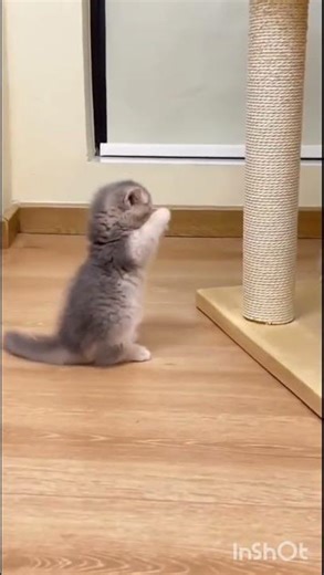 Playful Kitty Moments 😻 | Cute Cat Playing Fun