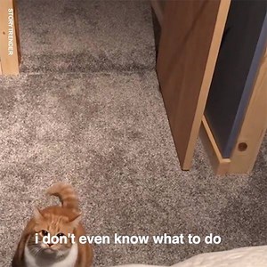 3.2M views · 3.8K reactions | Don't mess with this cat  | 22 Words | Facebook