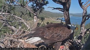391K views · 51K reactions | She's Back! No, we really didn't expect to see Spirit return to the nest so quickly, but here she is! Spirit is an overachiever and her motivation? A fish, courtesy of Shadow...  | Friends of Big Bear Valley and Big Bear Eagle Nest Cam | Facebook