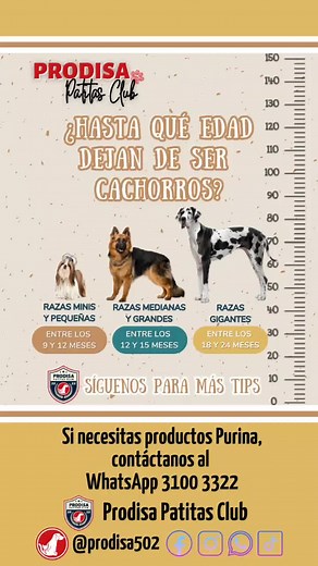 ¿Hasta qué edad dejan de crecer los perros?