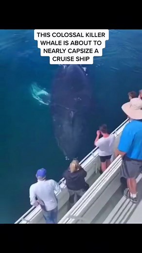 Whale Attacks Cruise Ship - Terrifying Encounter Caught on Camera!