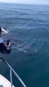 Yesterday was one of these days that we put on the books. Engines off, Humpback whales got super friendly and came closer to say hello. Our friend and passenger @Dustin Burkhouse was able to take a video o the eye of the whale. What an amazing experience! Right now is the perfect time to whale watching, the weather is amazing, and we have so many whales and different species of wildlife in the bay. 🐋 Book your trip now. #whalewatching #whale #tail #humpbackwhale #breach #jump #fly #news #media 