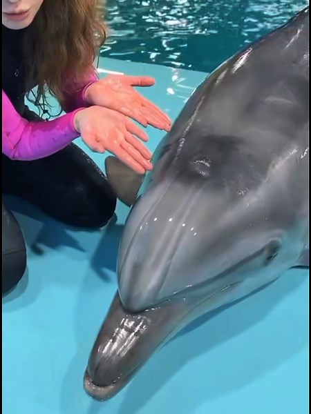 Dolphin Show Live at SeaWorld: An Unforgettable Experience