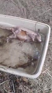 Even our baby armadillos need to cool down in this Florida heat! Armadillo or Arma-doggo?! 😆 Armadillos actually like to swim, and they are very good at it! They have a strong dog paddle, and can even go quite a distance underwater, walking along the bottom of streams and ponds. They can hold their breath for four to six minutes at a time. 😮When they need to cross larger bodies of water, they swim across. Thanks to Animal Care Specialist, Lauren, for capturing this adorable video! #ninebandeda