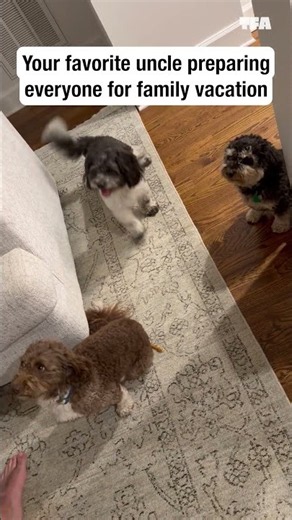 He's giving these dogs the best pep talk ever 🤣🐶 #dogs #shorts #funny