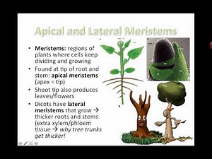 Plant Structure and Growth - Modifications (IB Biology)