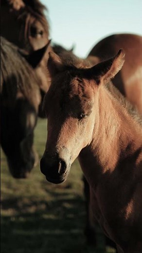 Adorable Baby Horse with Mama 🐴💛