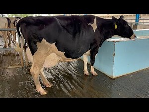 Modern Dairy Farming: Cow Milking Technology & Smart Farming Systems"#ModernDairyFarming
