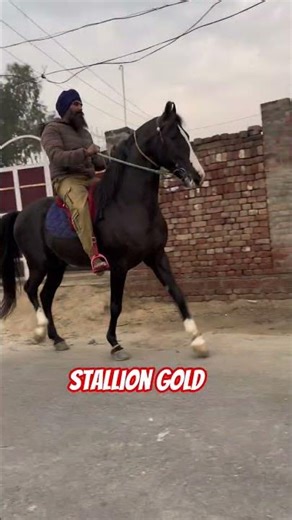 stallion GOLD Open For Stud Service #nawabstudfarm