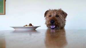 69K views · 702 reactions | Not every dog can be a guide dog...but...