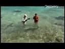 Shark Bites - Caught on Film