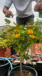 382K views · 4.4K reactions | Techniques para mas maraming bulaklak at mas maganda #blooms #trimming #bougainvillea #flowers #madiskartingtatay | Madiskarting Tatay | Facebook