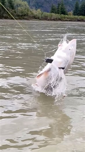 9.7K views · 896 reactions | Unbelievable how close this jump was  this giant sturgeon has us all in disbelief when it breached beside the boat 﫢 . . . . #sturgeon #fishing #fraserriver #big #fish #jump #wow #insta #instagood #instagram #reelsinstagram #bucketlist #fishingtrip #memories #guide #charter #gofish #explore #travel #outdoors #river #jetboat #fishitwell | Yves Bisson Sturgeon Co. | Facebook