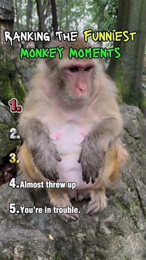 Ranking The FUNNIEST Monkey Moments😂 #shorts