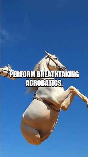 The Legacy of the Lipizzaner Horse