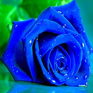 Blue Roses Puzzle: Play Blue Roses Puzzle online for free now.