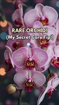 RAREST Pink Orchid is NOW Blooming in the Wild!