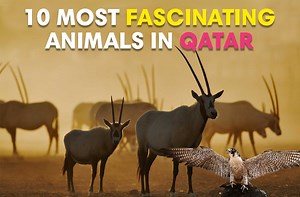 13K views · 245 reactions | Even though Qatar seems like a place that doesn’t have too many animal species, there are quite a few that find their permanent home here or reside in the warm winter months in Qatar. Watch our video to check out the 10 most interesting and fascinating animals that share this country with us.  #Qatar #ILoveQatar #AnimalsInQatar #Doha | ILoveQatar.net - ILQ | Facebook