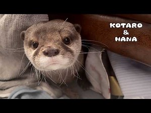 My Otters’ Unique Sounds Translated for Humans