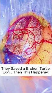 Saving Turtle Eggs #lovestory #animals #rescueefforts#rescue #turtle #turtles #love #cute