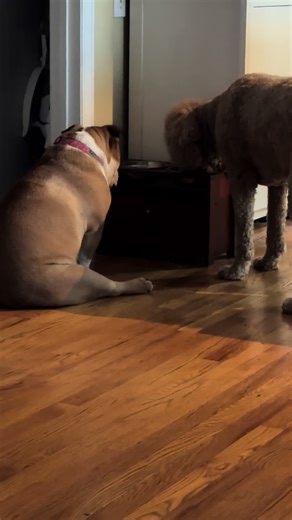 Matilda waited so patiently for her big brother to finish eating and he left her nothing. Poor Tillie😞 #pitifuldog #nocrumbsleft #sillydog #englishbulldogsoftiktok #englishbulldog