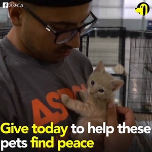 9.8K views · 873 reactions | The ASPCA has been working around-the-clock since Hurricanes Harvey and Irma displaced thousands of pets in Texas and Florida. To help with their continued efforts, donate today: www.aspca.org/irma-response. "SHARE" if you love what they're doing! | Sniff & Barkens | Facebook