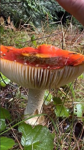 Satisfying Mushroom ASMR: Tapping and Cronching California Mushrooms