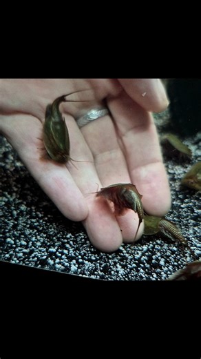 The Triop Lady on Instagram: "My cancriformis triops, interacting with me ❤️ #triops #triopscanada #triopsofinstagram #thetrioplady #cute #cancriformis #triopsbreeder #crustacean #crustaceans"