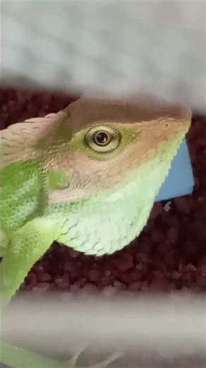 The appearance of a tropical forest chameleon, its skin changes according to the place it lives in