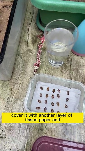 Watermelon Planting Tips for Beginners