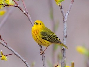 A Yellow Bird stream online in english with subtitles