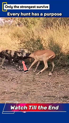 Wild Dogs vs Gazelle | Teamwork in the Wild #youtubeshorts #fyp #trending #dog #like