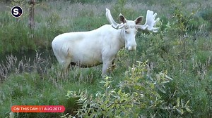 A wonderfully rare sight as a beautiful white moose steps into a Swedish lake. Captured on this day in 2017 🌿 📹 Hans Nilsson | storyful