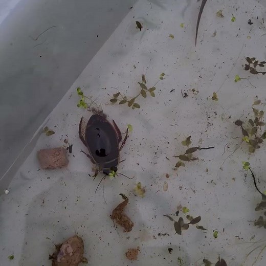 Great Diving Beetles - what whoppers!