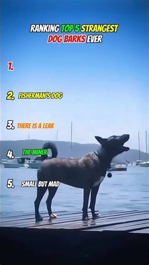 Ranking Top 5 STRANGEST DOG BARKS Ever😱#shorts