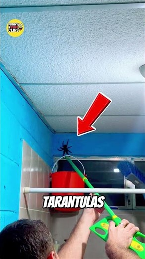 How Tarantulas Sense Prey Without Seeing 😲🕷️