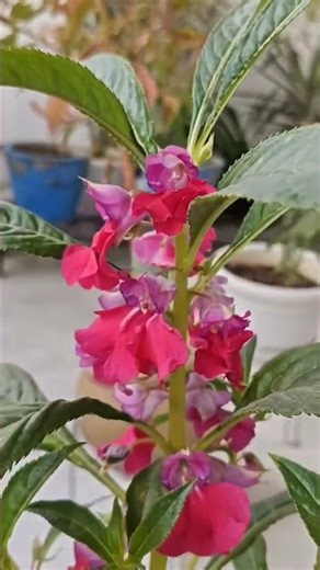 balsum plant #plants #viral #garden #nature #youtubeshorts #weather #gardenvibes #flowers #gardening