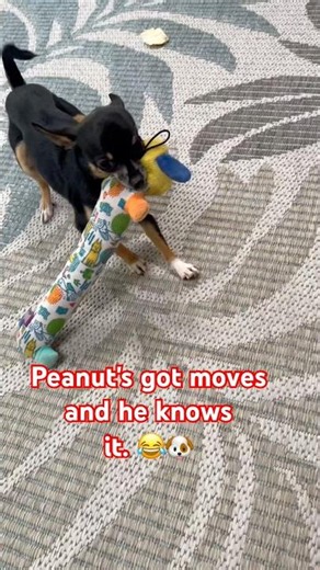 Meet Peanut, my Chihuahua and the reigning champion of toy shaking! 🏆🐕 #Chihuahua #DogShorts