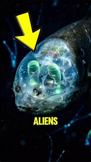 Top 5 Creepiest Deep Sea Creatures 😱🌊 #Shorts #Top5 #Ocean