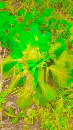 Tere munh mein pakka Pani aaega