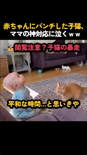 赤ちゃんにパンチした子猫、ママの神対応に泣くｗ😂