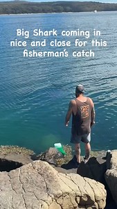 5.7K views · 8.7K reactions | Bronze whalers (Carcharhinus...