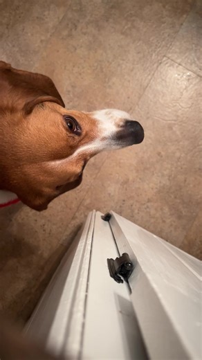 Beagle Anticipates Holiday Treats with Patience