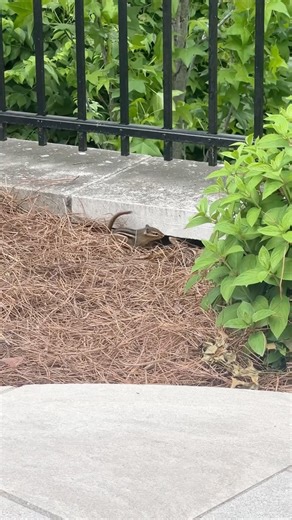 Baby Chipmunks Took Over Our Backyard 🐿️