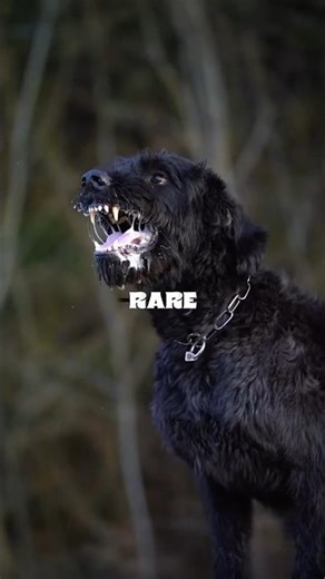 Top 5 Military Dogs Used by the US Military (Real War Dogs)