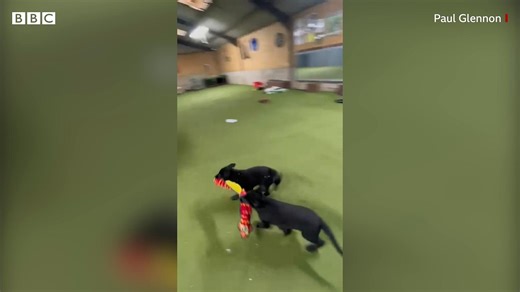 Puppies in training to become Devon and Cornwall Police dogs