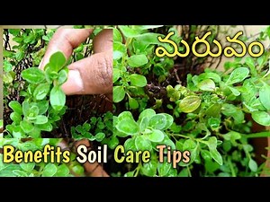 Simple Tips To Grow Maruvam Bushy |Maruvam Mokka|How To Grow Davanam Plant In Telugu|Maruvam Chettu
