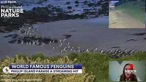 Phillip Island's fairy penguins have become world famous with 8 million viewers tuning into their nightly parade online. The Island's nature park says viewers from 80 countries, including Saudi Arabia, Bangladesh and Kenya, have tuned in to see the little penguins. www.7NEWS.com.au #7NEWS | 7NEWS Sydney