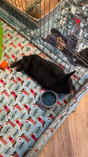 A rainy day is the perfect time to spend in one of our bunny barns 🐰💙💚 Clover and her two-year old babies Abi, Mia, Kayah, Koda, Tiio, and Bid live in the lap of luxury in our newest barn called Bunny Meadows. Clover came to us two years ago with her litter being just a few days old. They will live with us for their lifetimes, together, in safety and comfort ❤️❤️ . . . #sanctuarylife #animals #rabbit #bunny #pnw | One Heart Wild