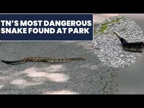 What to know about Tennessee's venomous snakes during snake season